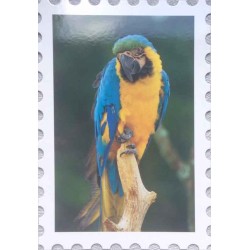 Carte postale perroquet