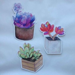 Cartes postales plantes succulentes