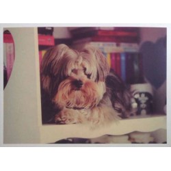 Carte postale chien