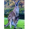 Carte postale kangourou