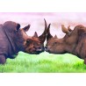 Carte postale rhinocéros