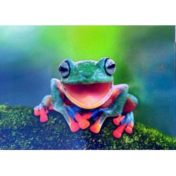 Carte postale grenouille