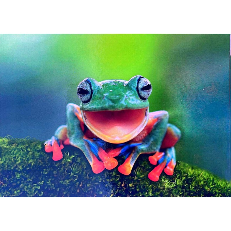 Carte postale grenouille