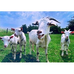 Carte postale chèvres