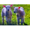 Carte postale agneaux