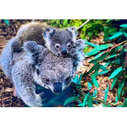 Carte postale koala