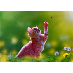 Carte postale chaton roux