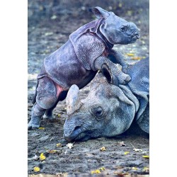 Carte postale rhinocéros