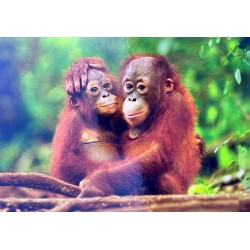 Carte postale orang-outan