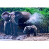 Carte postale éléphants