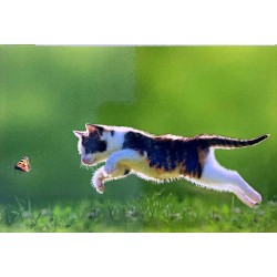Carte postale animale chat joueur