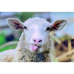 Carte postale mouton