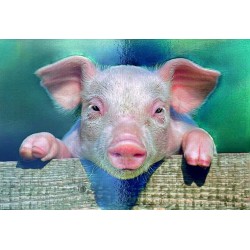 Carte postale cochon