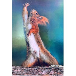 Carte postale écureuil