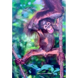 Carte postale orang outan
