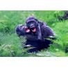 Carte postale gorilles