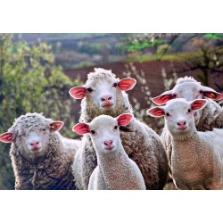 Carte postale moutons