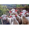 Carte postale moutons
