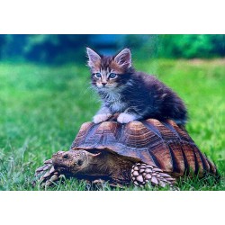 Carte postale chaton sur sa tortue