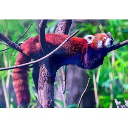 Carte postale panda roux