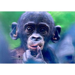 Carte postale bébé chimpanzé