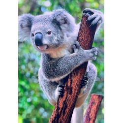 Carte postale koala