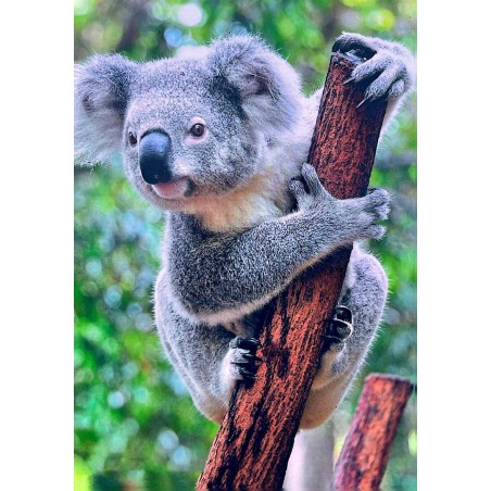 Carte postale koala