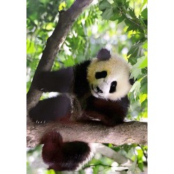 Carte postale panda