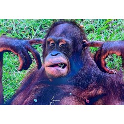 Carte postale orang outan
