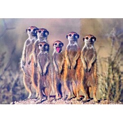 Carte postale suricates