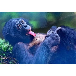 Carte postale chimpanzé