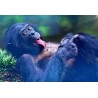Carte postale chimpanzé