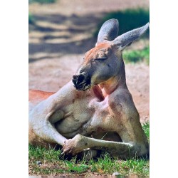 Carte postale kangourou