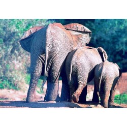Carte postale éléphants