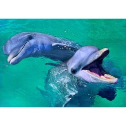 Carte postale dauphins
