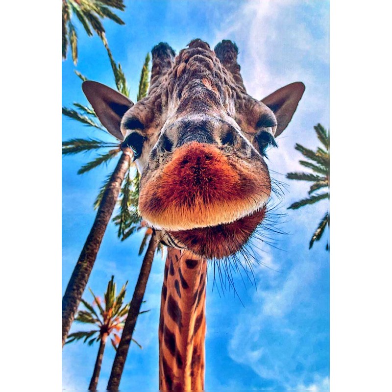 Carte postale girafe