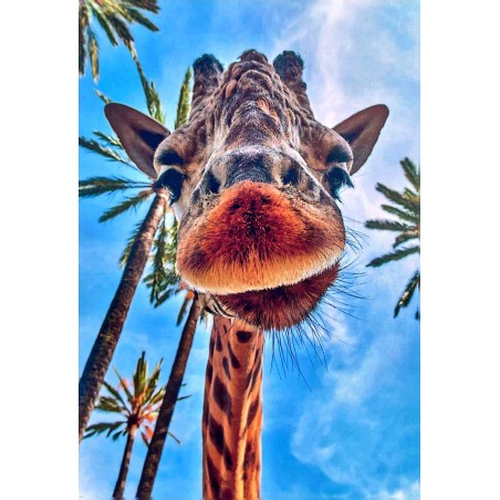 Carte postale girafe