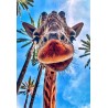 Carte postale girafe