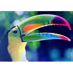 Carte postale toucan