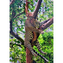 Carte postale léopard
