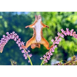 Carte postale écureuil