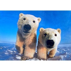 Carte postale ours polaires