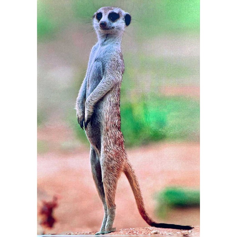 Carte postale suricate