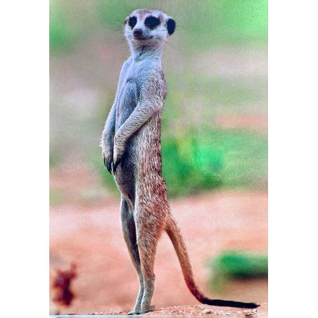 Carte postale suricate