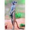 Carte postale suricate