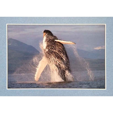 Carte postale baleine